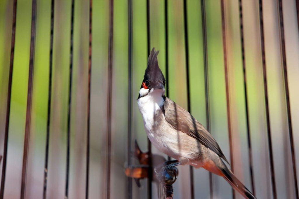 Daftar Gacor OVO: Cara Mudah Agar Sukses Membuat Burung Gacor